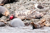 Grey Seal giving birth, Farne Islands