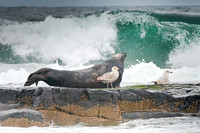 Grey Seal, stormy seas
