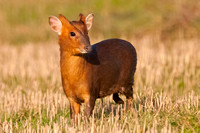 Muntjac