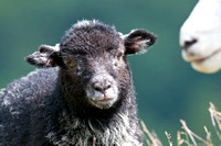 Lake District lamb