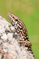Common Wall Lizard, Cevennes, France