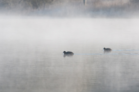 Coots - early morning mist