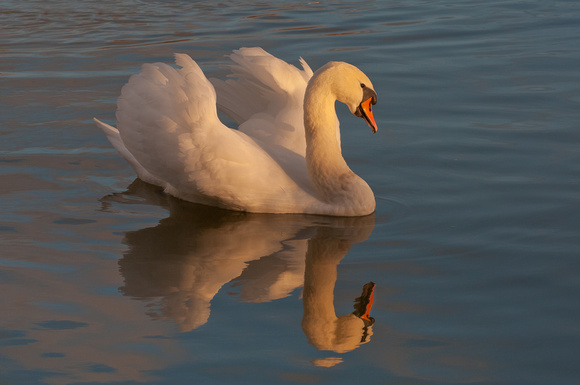 Mute Swan and reflection, late afternoon light