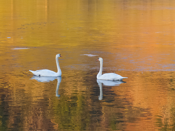 Mute Swans on golden pond - 2