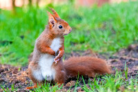 On the alert - Red Squirrel