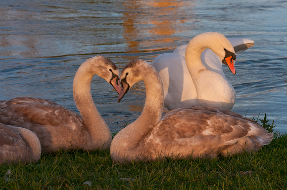 Mute Swan & Cygnets, late afternoon light