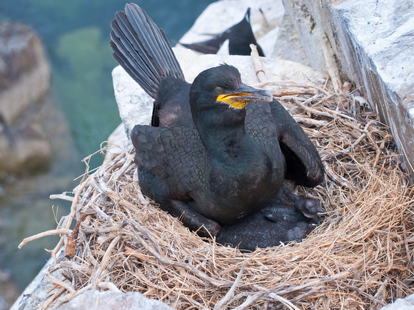 Life on the edge - Newly-hatched Shags