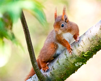 Red Squirrel