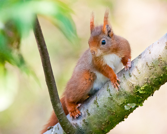 Red Squirrel