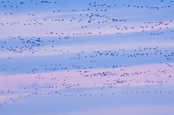 Lines in the sky - Geese over Holy Island