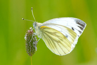 Green-veined White butterfly