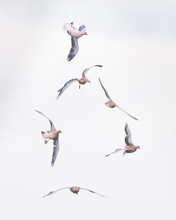 Every angle of flight - Greylag Geese