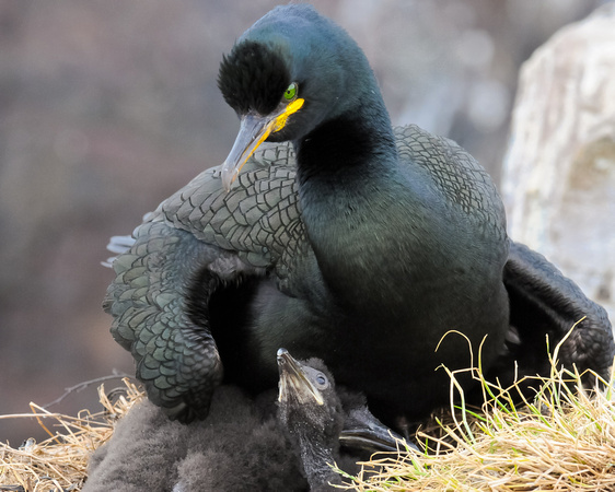 Shag with chick