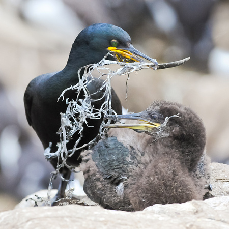 Shag with nesting material