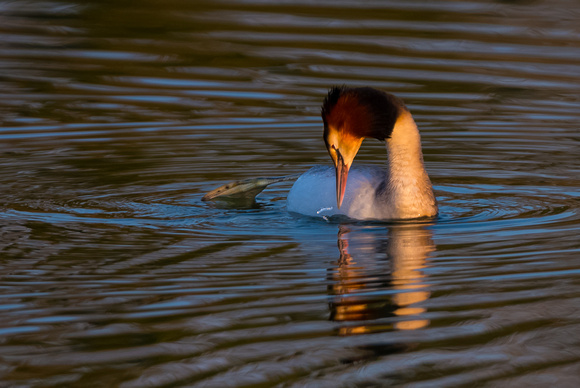 Great Crested Grebe preening