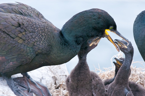 Shag about to feed its young