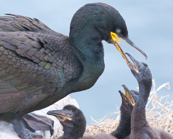 Shag with chick searching for food