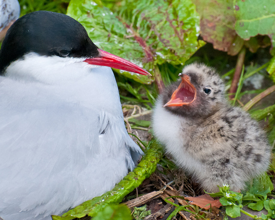 Arctic Tern with chick