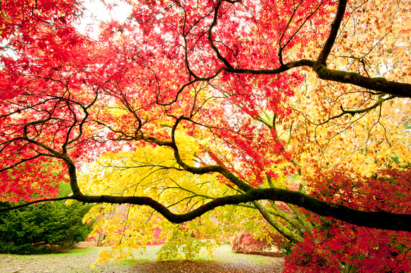 Acer Glade, Westonbirt Arboretum