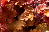 Leaves after rain