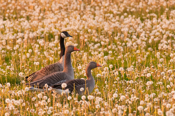 Canada & Greylag Geese, sunset