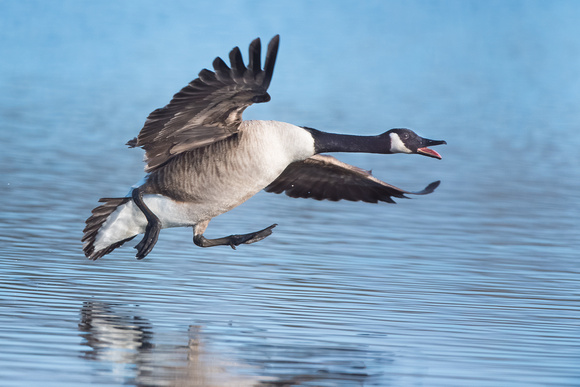 Canada Goose chasing away a rival