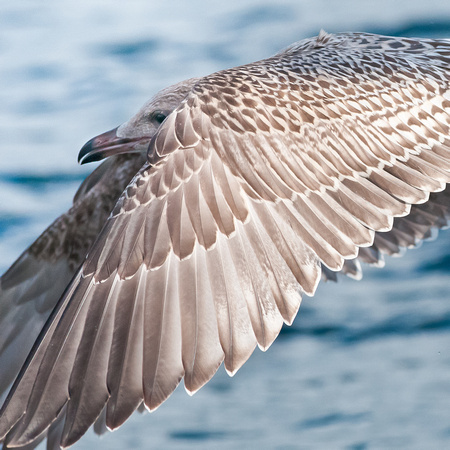 Wing pattern, juvenile Herring Gull