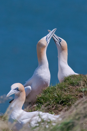 Pair bonding, Northern Gannets