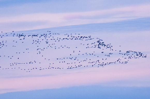 Geese over Holy Island Sands