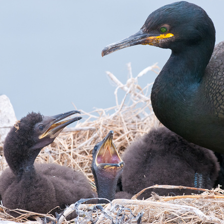 Shag with hungry young chicks