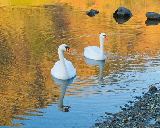 Mute Swans on golden pond - 1
