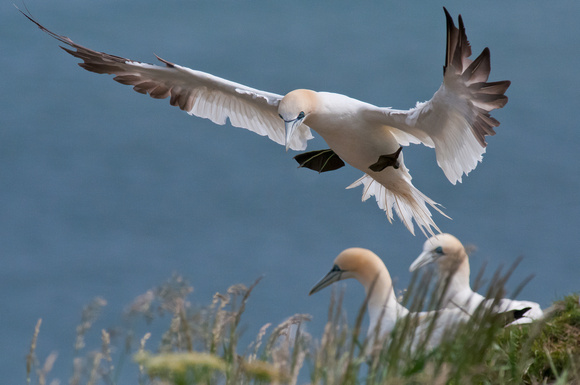 A crowded landing - Northern Gannet
