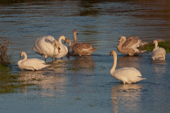 Mute Swans & cygnets, late afternoon light