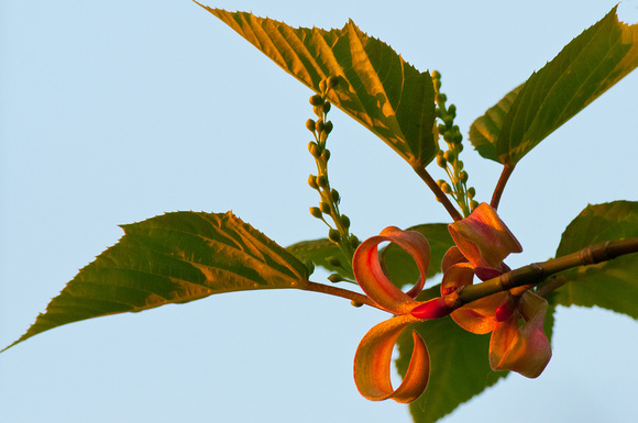 Snake-bark Maple, spring