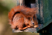 Red Squirrel at feeder