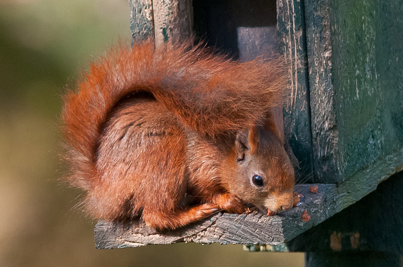 Red Squirrel at feeder