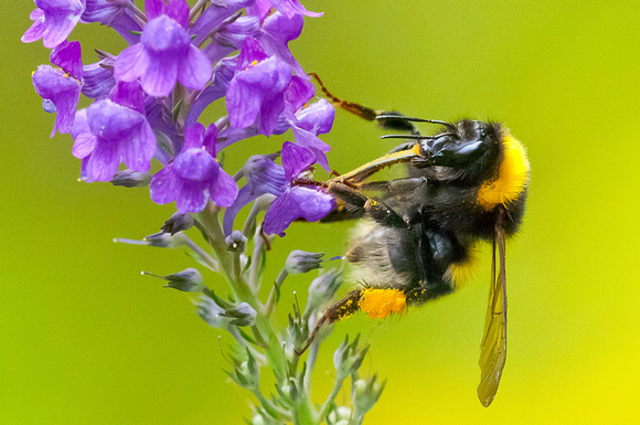 Bumblebee on linseed