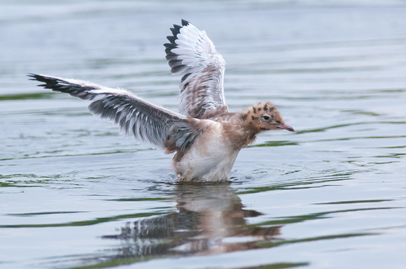 Black-headed Gull chick exercising its wings