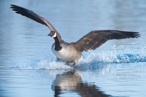 Moments after touch down - Canada Goose