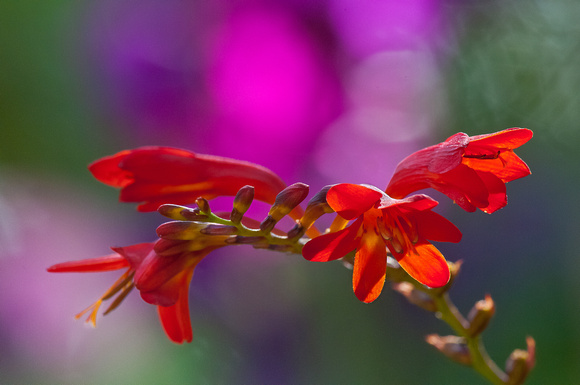 Crocosmia - kaleidoscope of colour, 2