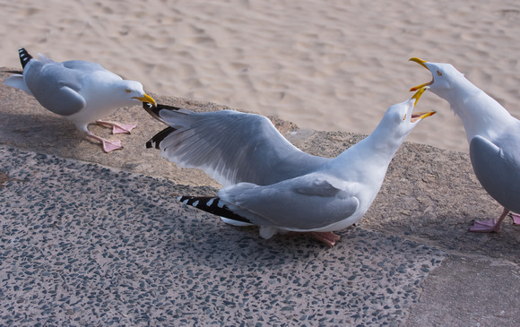 Herring Gulls in dispute - 2