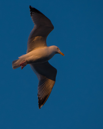 Last rays of sunlight, Herring Gull