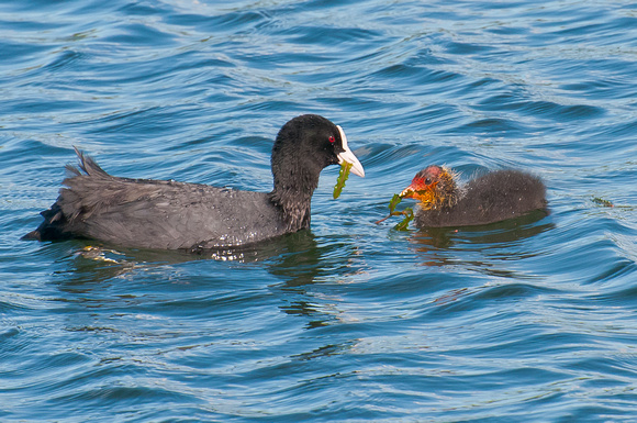 Coot feeding a chick