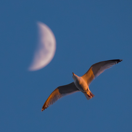 Herring Gull & half moon