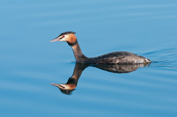 Reflection - Great Crested Grebe