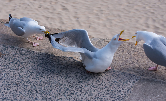 Herring Gulls in dispute - 1