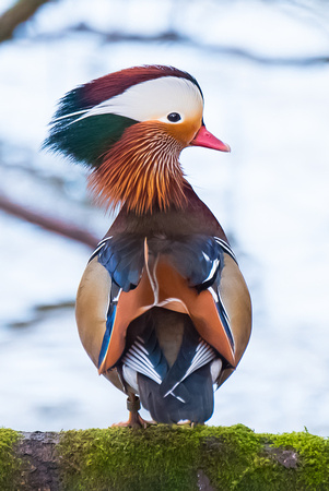 Mandarin Duck, male