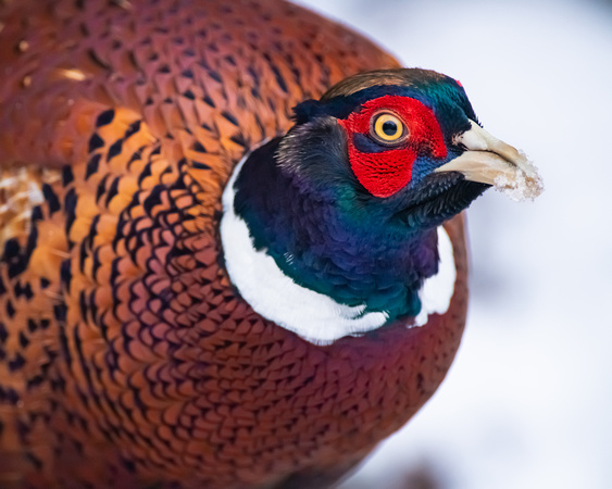 Pheasant in snow, male