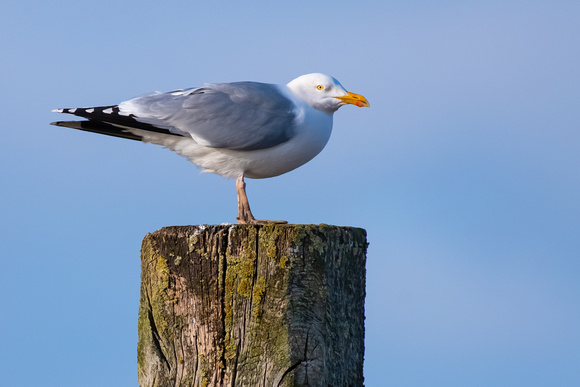 Herring Gull, Norfolk