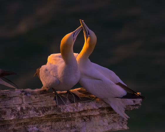 Love at last light - Gannets